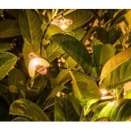 Saulės energija įkraunamas šviestuvas Bobus LED 0.06W 2700K Šilta balta (Juoda)