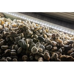 Saulės energija įkraunamas šviestuvas Ansoo LED 0.26W 3000K Šilta balta (Balta)